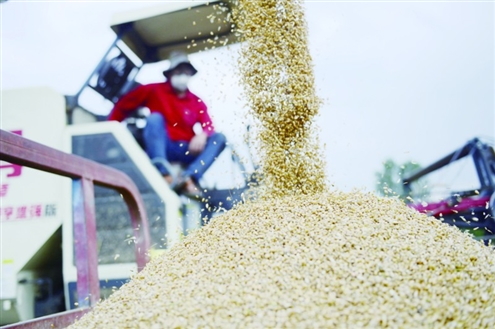 5月30日,河南省驻马店市汝南县三桥镇马湾村农民在抢收小麦 新华社发